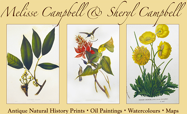 Melisse Campbell & Sheryl Campbell • Antique Natural History Prints • Oil Paintings • Watercolours • Maps
