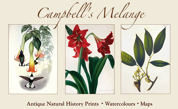 Campbell's Melange • Antique Natural History Prints • Watercolours • Maps